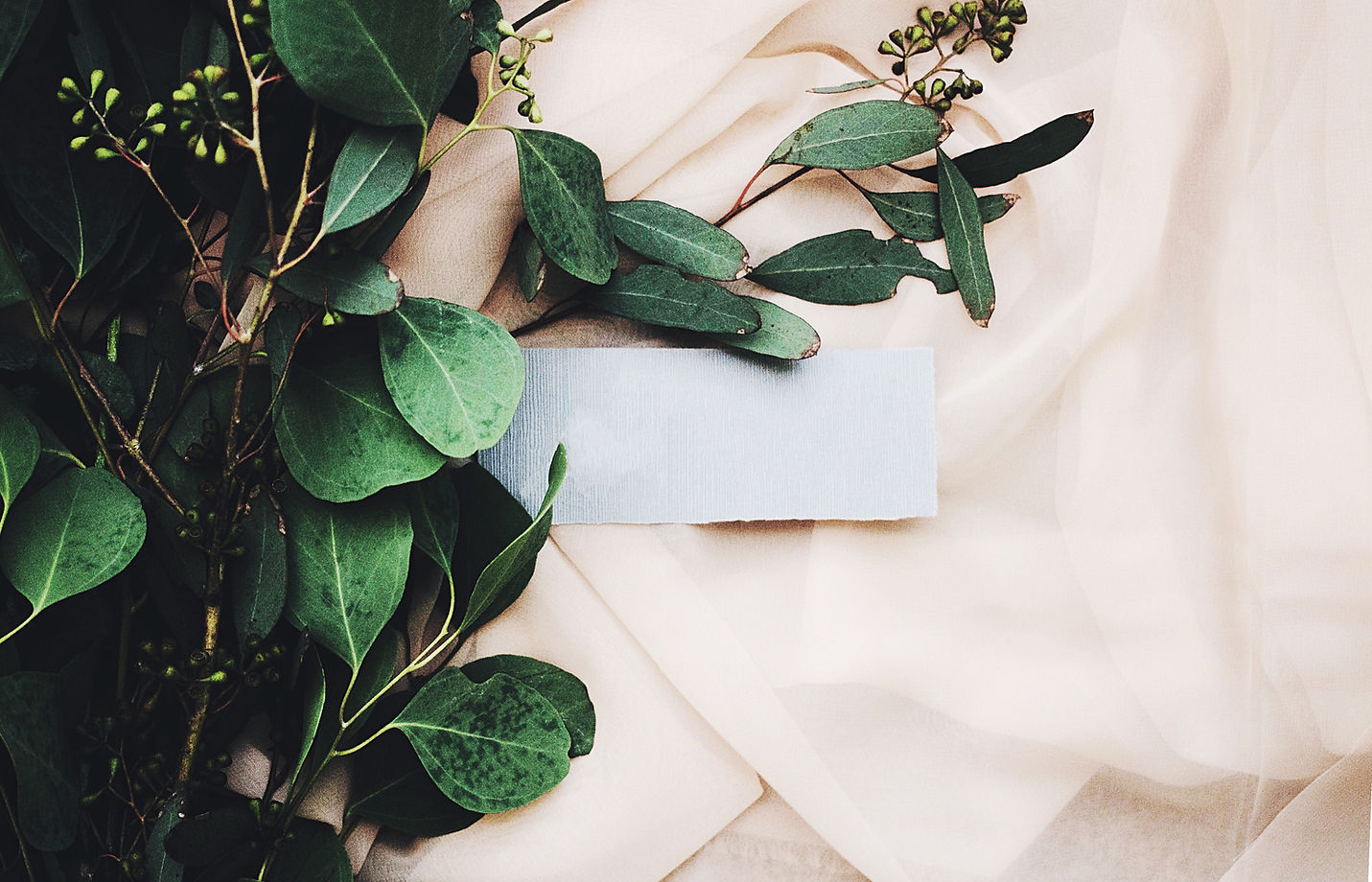 eucalyptus leaves